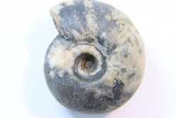 NANNITES cf. HEBERTI - Smithien (trias) - Bobonaro Scaly Clay - Lidak - TIMOR - INDONESIE