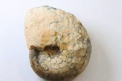 BROUWERITES INTERMEDIUS - Norien (TRIAS) - Bobonaro Scaly Clay - Noe Bihati - TIMOR - INDONESIE