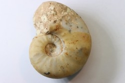 PSEUDOCELTITES MULTIPLICATUS - Smithien (trias) - Bobonaro Scaly Clay - Lidak - TIMOR - INDONESIE