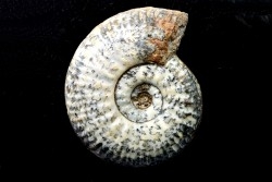 Hammatoceras Speciosum - Toarcien - Roanne - FRANCE