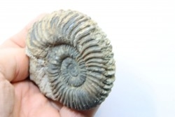 Parawedekindia arduennense (D'Orbigny, 1848)  - callovien - fmt des marnes de Dives - Villers sur Mer - France