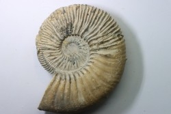 Kosmoceras  Ornatum (Schlotheim, 1820)  - callovien - fmt des marnes de Dives - Villers sur Mer - France
