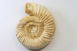 Microconque - 8 cm - KRANAOSPHINCTES (PACHYPLANULITES) RABEI - oxfordien - Madagascar