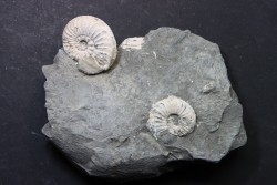 Pleuroceras Transiens - Domérien - Buttenheim, Germany