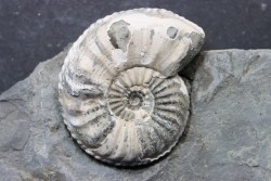 Pleuroceras Transiens - Domérien - Buttenheim, Germany