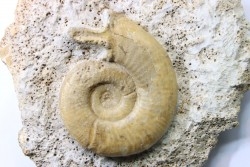 Orionoides indicus - callovien - horizon à leckenbyi - Montreuil Bellay - 49 - FRANCE