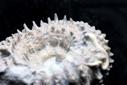 DOUVILLEICERAS MAMMILATUM