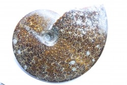 Placenticeras meeki - crétacé - Dakota, USA