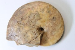 Wrightoceras aff. submunieri - Turonien - Asfla – Goulmima – Maroc