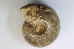 Fagesia Peroni - Turonien - Goulmima - Maroc
