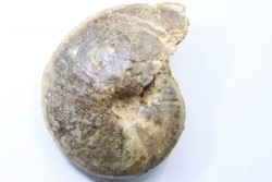 Choffaticeras segne - Turonian - Asfla – Goulmima – Morocco