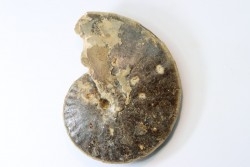 Choffaticeras segne - Turonian - Asfla – Goulmima – Morocco