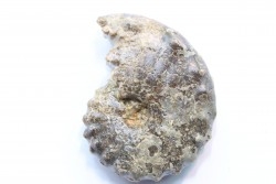 Mammites nodosoides - Turonian - Asfla – Goulmima – Morocco