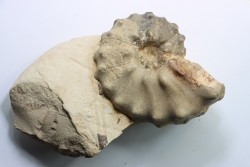 Mammites nodosoides - Turonian - Asfla – Goulmima – Morocco