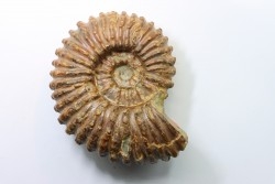 DOUVILLEICERAS MAMILLATUM - Albien - Aube -FRANCE