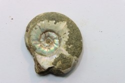 Pusozia mozambica // Albien //Région de Mahajanga - MADAGASCAR