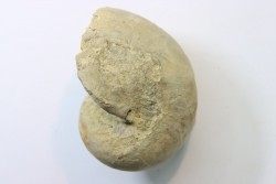 nautile: CYMATOCERAS BOUCHARDIANUS - Albien - Le Gaty, Aube, FRANCE