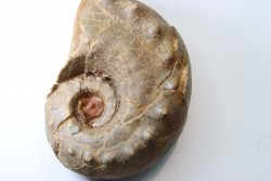 Metacoceras cornatum - pennsylvanian - TEXAS, USA