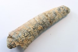 orthoceras: Michelinoceras michelini - givétien - Erfoud, Maroc