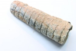 orthoceras: Michelinoceras michelini - givétian - Erfoud, Morocco