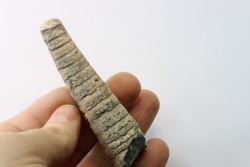 orthoceras: Michelinoceras michelini - givétian - Erfoud, Morocco