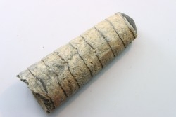 orthoceras: Michelinoceras michelini - givétian - Erfoud, Morocco