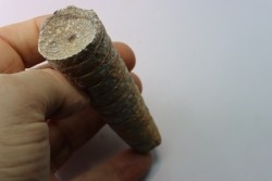 orthoceras: Michelinoceras michelini - givétian - Erfoud, Morocco