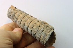 orthoceras: Michelinoceras michelini - givétian - Erfoud, Morocco