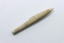bélemnite: Hibolithes subfusiformis - Hauterivian - Alpes de haute Provence - France
