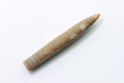 bélemnite: Hibolithes subfusiformis - Hauterivian - Alpes de haute Provence - France