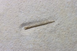 bélemnite: Hibolithes subsulcatus - Tithonien - Muhlheim - Allemagne