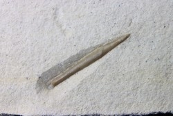 bélemnite: Hibolithes subsulcatus - Tithonien - Muhlheim - Allemagne