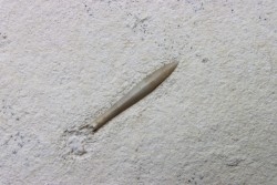 bélemnite: Hibolithes subsulcatus - lower Tithonian- Muhlheim, Germany