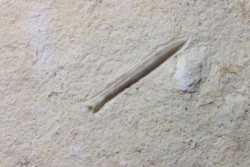 bélemnite: Hibolithes subsulcatus - lower Tithonian- Muhlheim, Germany