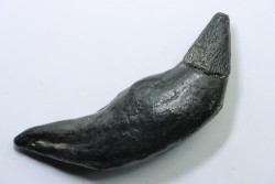 Sperm Whale tooth :Scaldicetus grandis