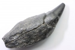 Sperm Whale tooth :Scaldicetus grandis