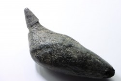 Sperm Whale tooth :Scaldicetus grandis