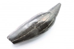 Sperm Whale tooth :Scaldicetus grandis