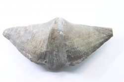 CYRTOSPIRIFER VERNEUILLI  et petrocrania sp. Devonien - Barvaux Belgique