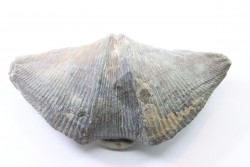 CYRTOSPIRIFER VERNEUILLI  Fransnian - (upper Devonian) - Barvaux sur Ourthe - Belgium