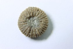 corail bouton: Palaeocyclus Porpitus (Linnaeus, 1765) - Silurian - Lickarshamn - Gotland, SUEDE