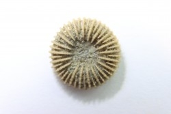 corail bouton: Palaeocyclus Porpitus (Linnaeus, 1765) - Silurian - Lickarshamn - Gotland, SUEDE