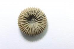 corail bouton: Palaeocyclus Porpitus (Linnaeus, 1765) - Silurien - Lickarshamn - Gotland, SUEDE