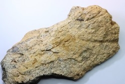 Dinosaure: fragment de collerette de TRICERATOPS HORRIDUS - Hell Creek  Fmt - crétacé sup. - Glendive County, Montana