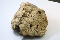 Dinosaure: fragment de collerette de TRICERATOPS HORRIDUS - Hell Creek  Fmt - crétacé sup. - Glendive County, Montana