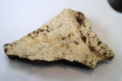 Dinosaure: fragment de collerette de TRICERATOPS HORRIDUS - Hell Creek  Fmt - crétacé sup. - Glendive County, Montana