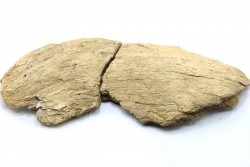 Dinosaure: fragment de collerette de TRICERATOPS HORRIDUS - Hell Creek  Fmt - crétacé sup. - Glendive County, Montana