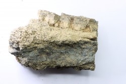 Dinosaure: fragment de corne de TRICERATOPS HORRIDUS - Hell Creek  Fmt - crétacé sup. - Glendive County, Montana