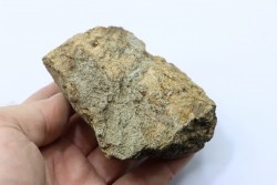 Dinosaure: fragment de collerette de TRICERATOPS HORRIDUS - Hell Creek  Fmt - crétacé sup. - Glendive County, Montana