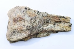 dinosaure freak: TRICERATOPS HORRIDUS